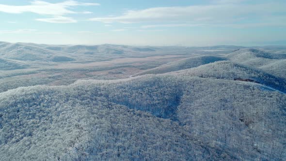 Aerial View of a Frozen Forest with Snow Covered Trees at Winter