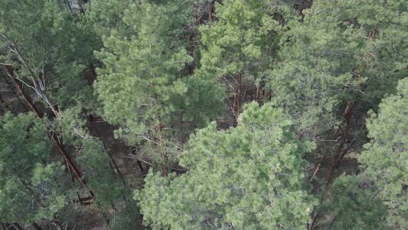 Green Pine Forest By Day Aerial View