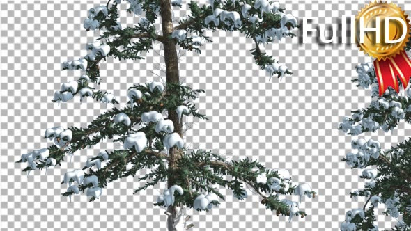 Snow on White Fir Two Thin Trees Coniferous