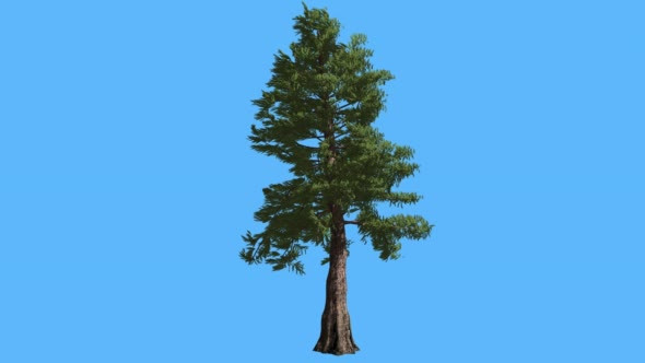 Western Red Cedar on Blue Screen Coniferous