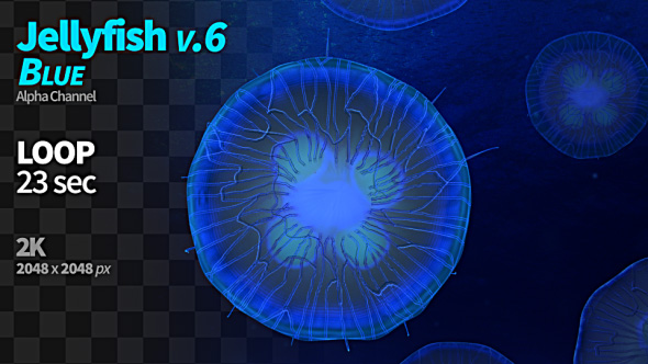 Jellyfish Blue 6