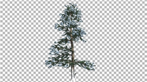 White Fir Thin Trunk and Branches Snow Coniferous