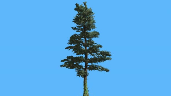 White Fir Thin Trunk and Branches Coniferous