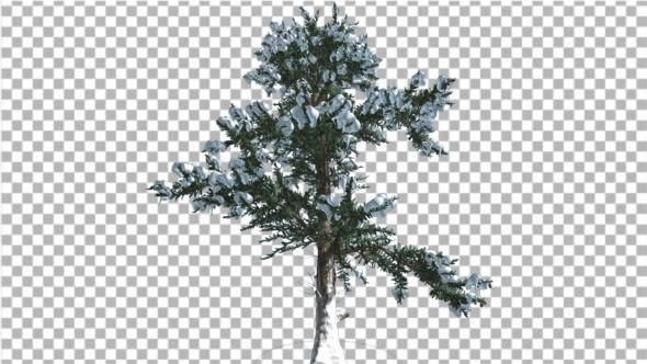 White Fir Snow on a Branches Coniferous Evergreen alt