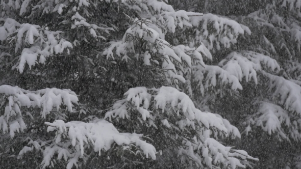 Snowfall in Front of Fir Trees