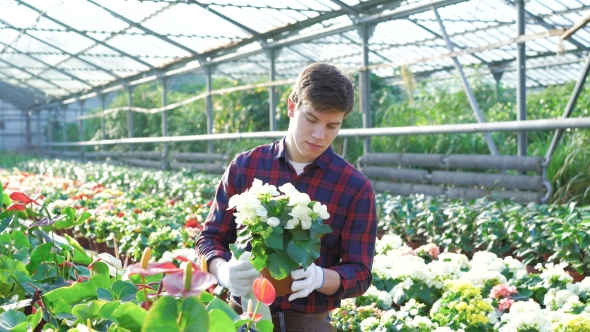 Gardener Examining Flowers in Gardenhouse