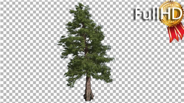 Western Red Cedar Long-Lived Coniferous Evergreen