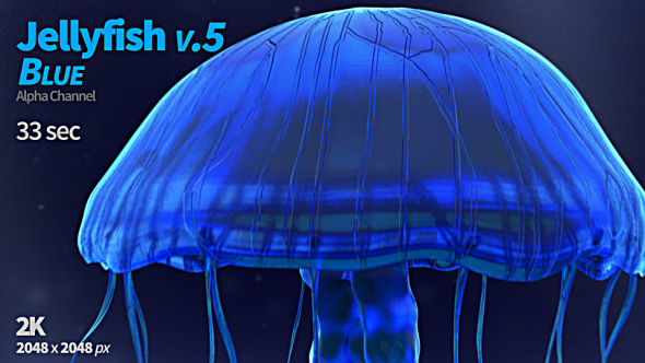 Jellyfish Blue 5 alt