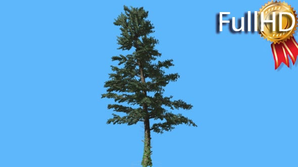 Thin White Fir on Blue Screen Coniferous