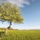Single Blossoming Apple Tree with Clouds - VideoHive Item for Sale