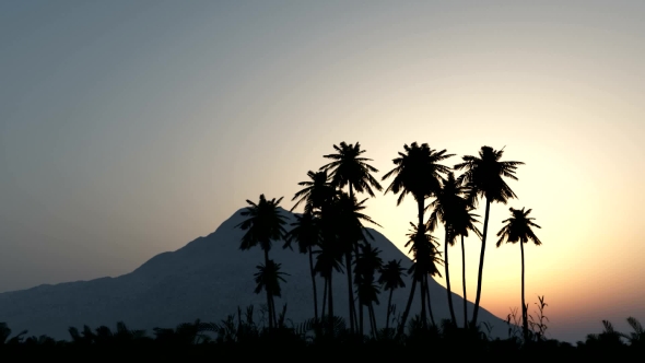 Palms in Desert at Sunset