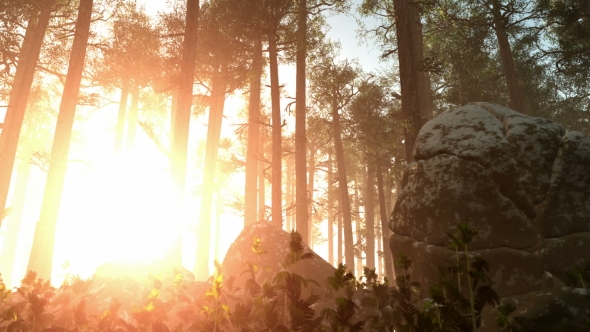 Sunrays Shining Through the Trees alt