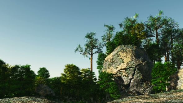 Pine Forest on Granite Rock
