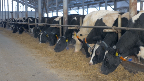 Cows in Farm Barn Eating Hay
