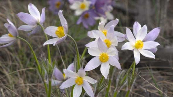 First Spring Flowers in Large Backlit Daytime