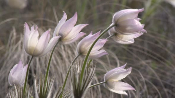 First Spring Flowers Dream Herb Large Backlit