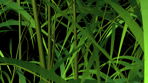 3D Growing Bamboo Trees Transition