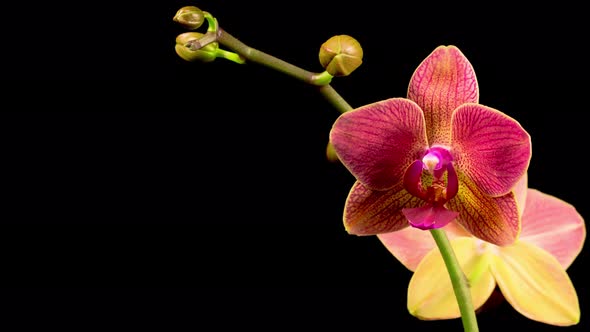 Blooming Red Orchid Phalaenopsis Flower