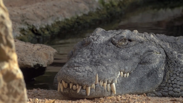 Large Resting Crocodile