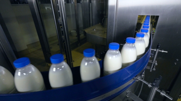 Milk Factory. Bottles of Milk Moving on a Industrial Conveyor.