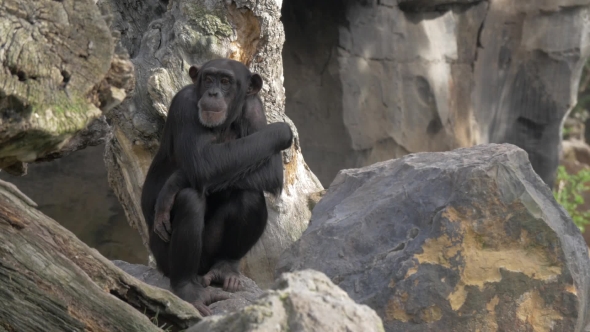 Chimp Looking for Insects in Its Hair