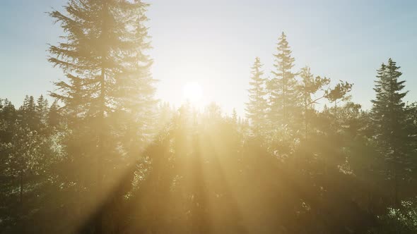 Healthy Green Trees in a Forest