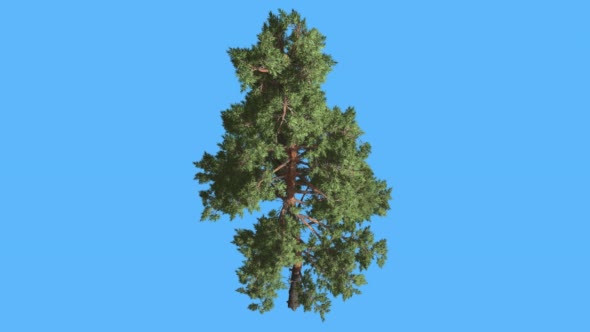 Scots Pine on Blue Screen Thin Trunk and Branches