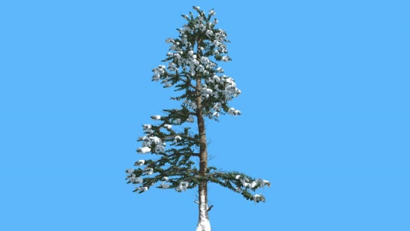 White Fir Thin Tree Snow on Branches Coniferous