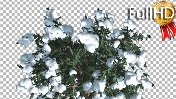 Snow on White Fir Top Down Coniferous Evergreen