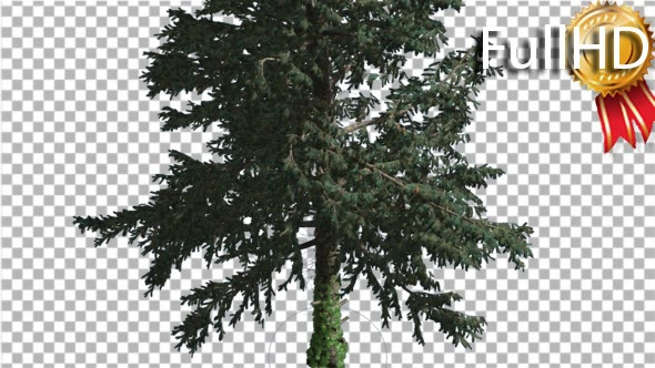White Fir Coniferous Evergreen Tree is Swaying at