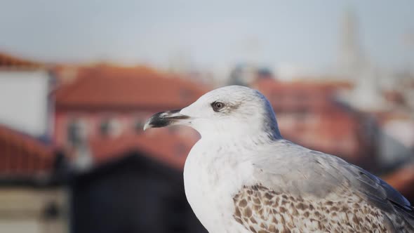 City wildlife. A juvenile seagull observes his surroundings. Porto Portugal. Shallow Focus.