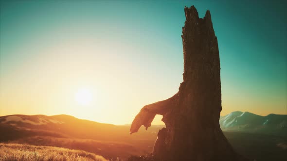 Old Tree Stump Trunk on the Hill at Sunset