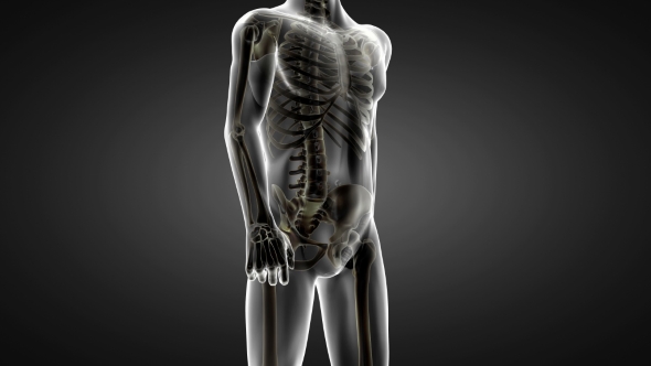 Human Bones Radiographic Scan alt