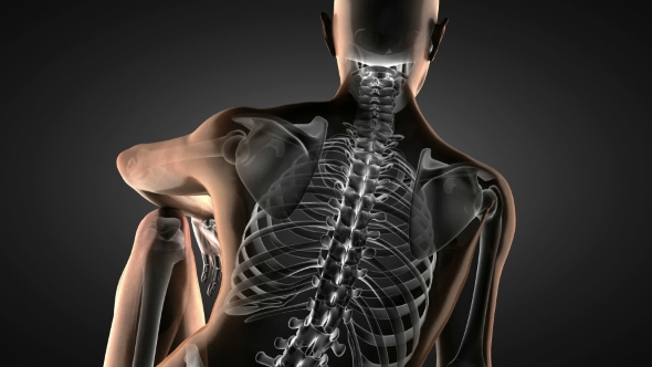 Human Bones Radiographic Scan alt