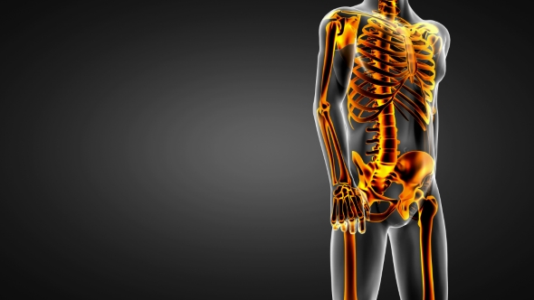 Human Bones Radiographic Scan