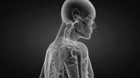 Human Bones Radiographic Scan