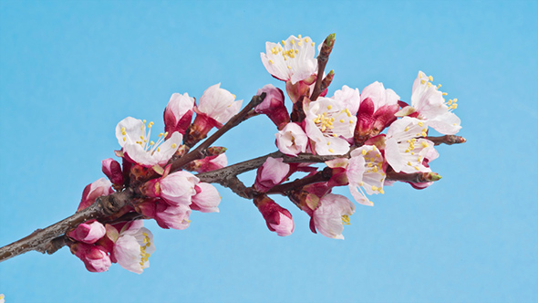 Apricot Flower Growing on a Blue Background