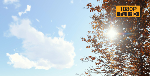 Swinging tree branches and clouds