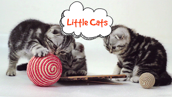 Little Cats Slideshow