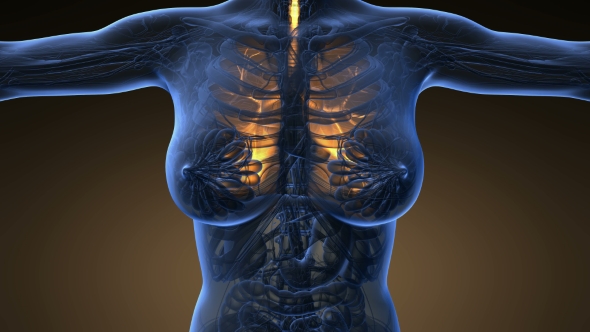 Human Body with Visible Lungs alt