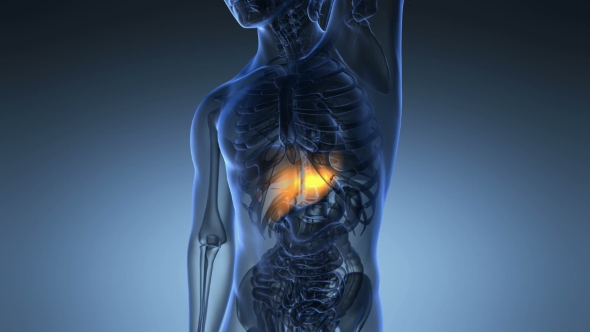 Anatomy Scan of Human Liver alt