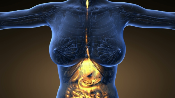 Human Body with Visible Digestive System alt
