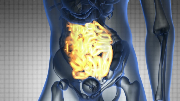 Anatomy Scan of Human Small Intestine alt