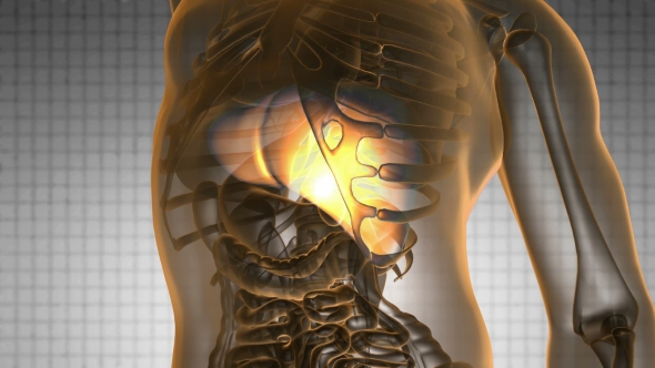 Anatomy Scan of Human Liver alt
