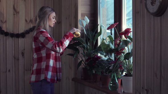 Woman Dusting Plant Leaves in Window