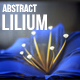 Lilium - 3DOcean Item for Sale