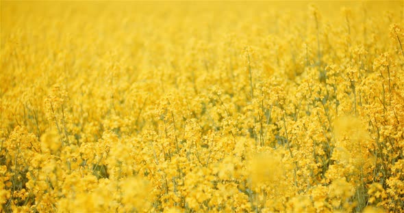 Agriculture Canola Rapeseed Field Blooming. Wide Shot of Fresh Beautiful Rapeseed Flowers.