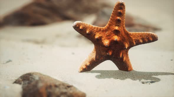 Red Starfish on Ocean Beach with Golden Sand