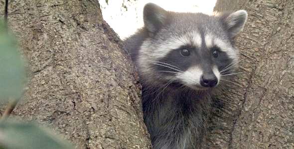 Raccoon In Wild Forest 14