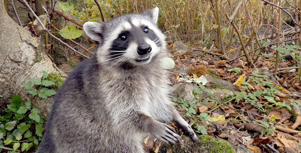 Raccoon In Wild Forest 04